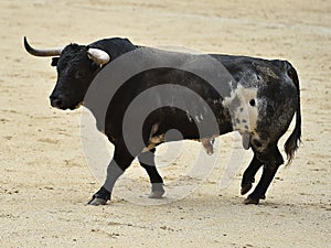 Bull photo