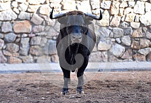 A bull in the spanish bullring with big horns
