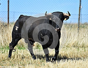 A bull in spanish bullring in a traditional show of bullfight