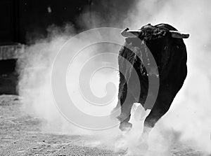 A bull in spanish bullring in a traditional show of bullfight