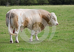 Bull standing in a Field