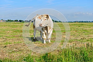 Bull standing in meadow