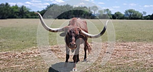 Bull staring at bystanders