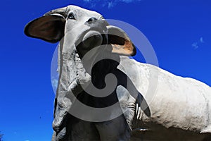 Bull Statue photo