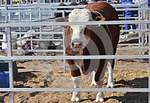 Bull in a steel kraal