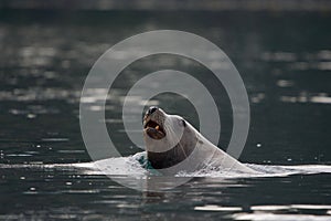 Bull Stellar sea lion lifts head out of water while looking over its shoulder and swimming photo