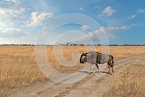 Bull on steppe safari, natural landscape