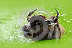 Bull swimming in the lake. Water buffalo in Yala, Sri Lanka. Asian water buffalo, Bubalus bubalis, in green water pond. Wildlife s