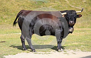 Bull