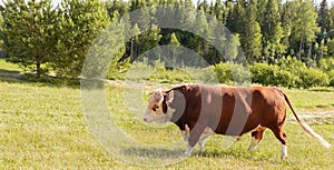 Bull. Symbol of 2021. Zodiac sign Taurus. banner. big bull with a ring in its nose, stood majestically in a lush summer