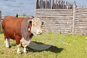 Bull. Symbol of 2021. Zodiac sign Taurus. big bull with a ring in its nose, stood majestically in a lush summer meadow