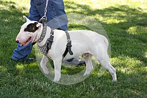 Bull Terrier