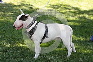 Bull Terrier