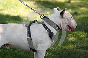 Bull Terrier