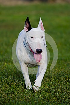 Bull terrier