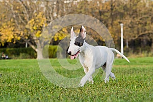 Bull terrier