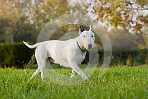 Bull terrier photo