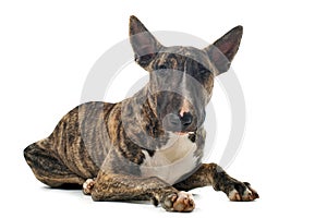 Bull terrier photo