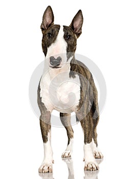 Bull Terrier (2 years) photo