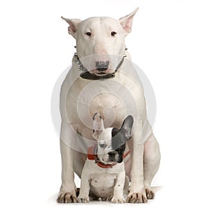 Bull Terrier