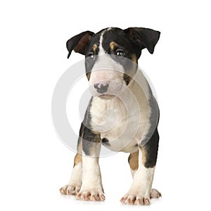 Bull Terrier