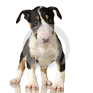 Bull Terrier