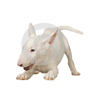 Bull Terrier