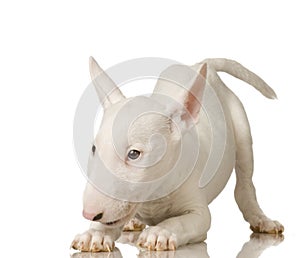 Bull Terrier