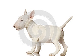 Bull Terrier