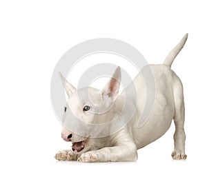 Bull Terrier