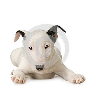 Bull Terrier