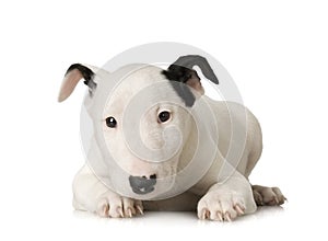 Bull Terrier