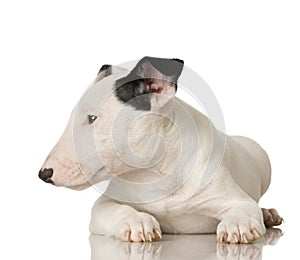 Bull Terrier