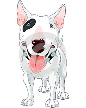 Bull Terrier