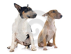 Bull terrier