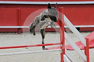 Bull terrier in agility