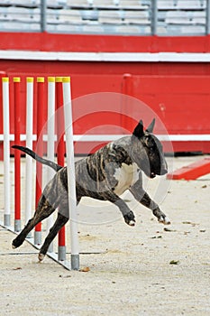 Bull terrier in agility