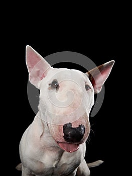 bull terrier on a black background. cute dog studio, for design.