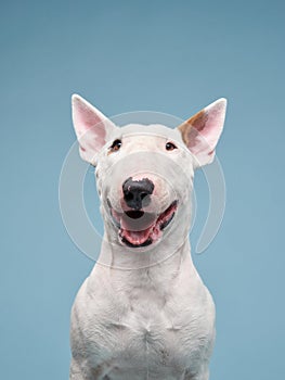 bull terrier on a blue background. cute dog studio, for design.