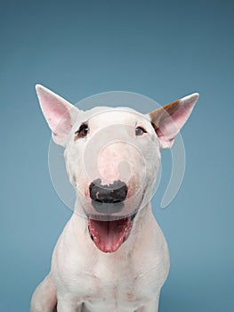 bull terrier on a blue background. cute dog studio, for design.