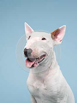 bull terrier on a blue background. cute dog studio, for design.