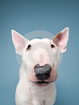 bull terrier on a blue background. cute dog studio, for design.