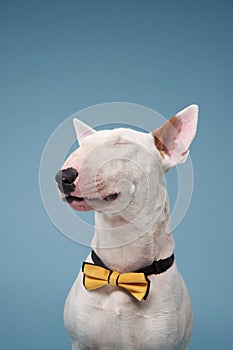 bull terrier on a blue background. cute dog studio, for design.