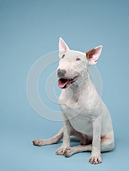 bull terrier on a blue background. cute dog studio, for design.