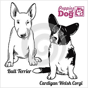 Bull Terrier and Cardigan Welsh Corgi puppy sitting. Drawing by hand, sketch. Engraving style, black and white vector