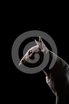 bull terrier on a dark background. cute dog studio, for design.