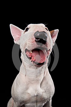 bull terrier on a dark background. cute dog studio, for design.