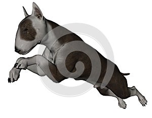 Bull terrier dog