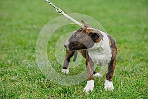 Bull Terrier dog