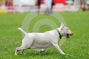 Bull Terrier dog